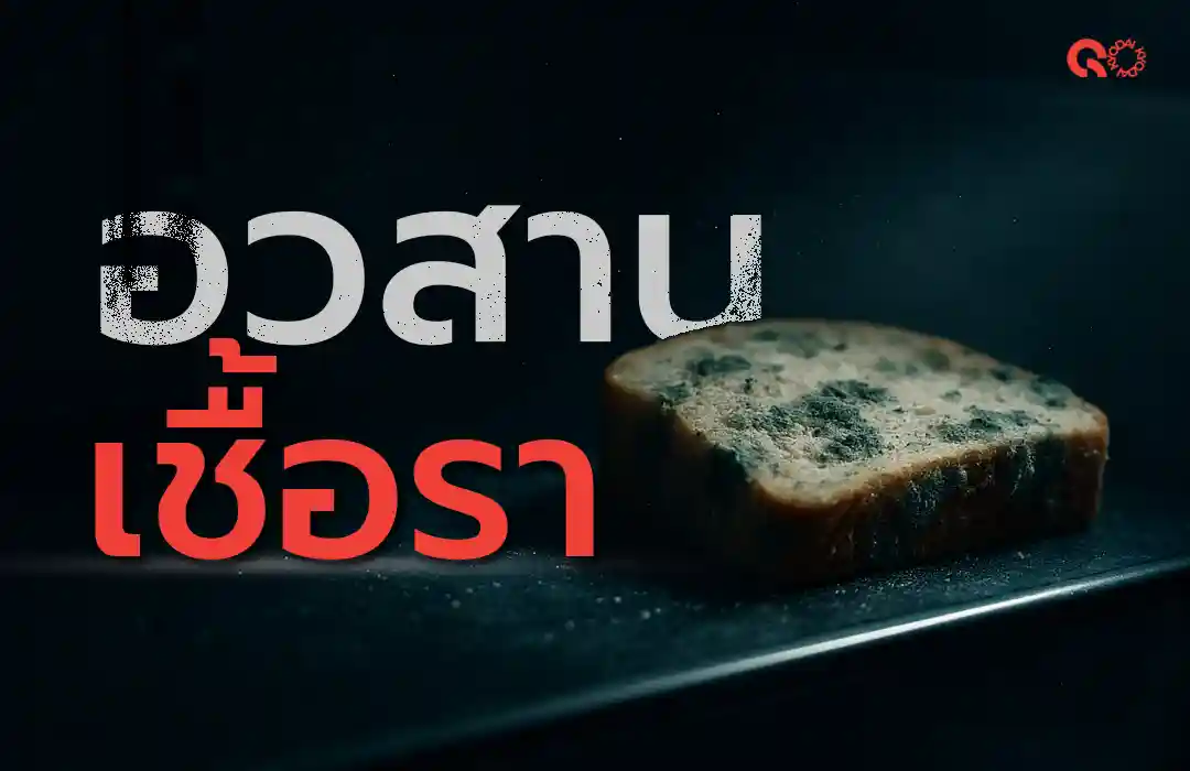 อวสานเชื้อรา